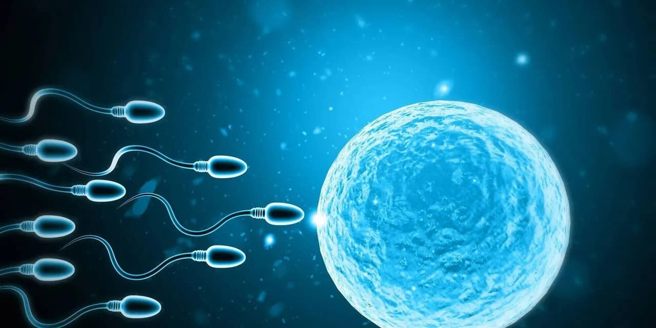 Sperm Count for Pregnancy - What You Need to Know