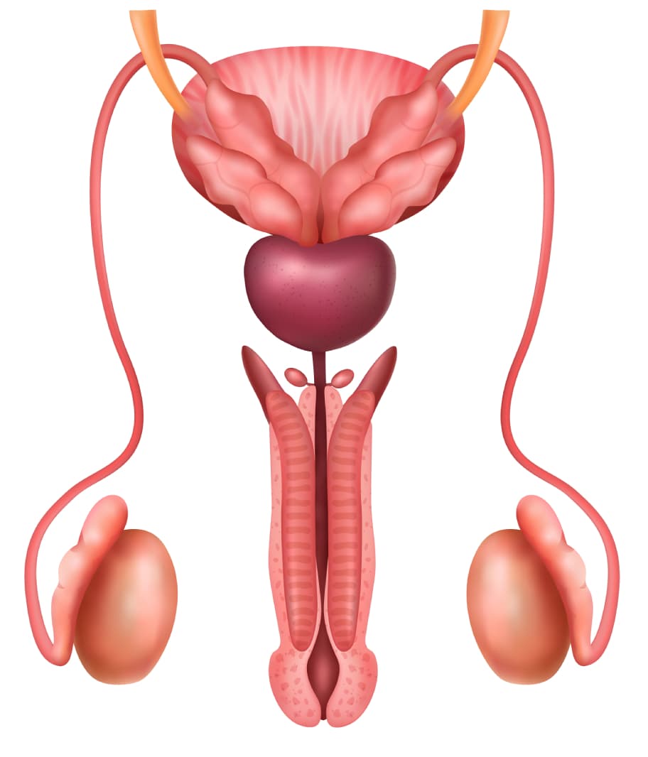 Taking Control of Your Reproductive Health: A Guide for Men